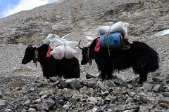 29 The Yaks Have Arrived At Mount Everest North Face Intermediate Camp 5788m In Tibet So Camp Can Be Set Up.jpg